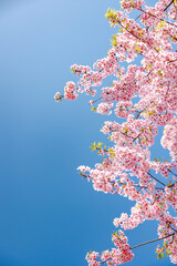 春イメージ　青空と桜