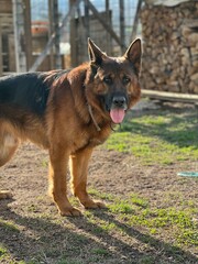 Naklejka premium german shepherd dog