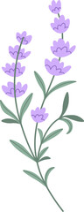 Lavender Flowers Brunch