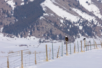 Montana Wildlife Bald Eagle