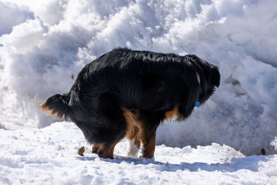 Dog Pooping in the Snow
