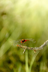 ladybird on a green leaf