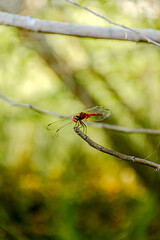 dragonfly on a branch