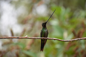 Swordbilled Hummingbird
