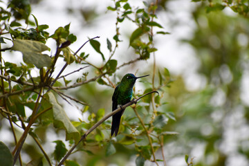 Obraz premium Hummingbird on a branch