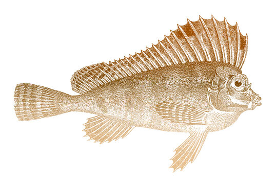 Horse fish store