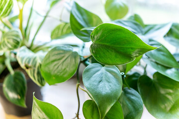 Close up of leaves philodendron scadens in the pot at home. Indoor gardening. Hobby. Green houseplants. Modern room decor, interior. Lifestyle, Still life with plants