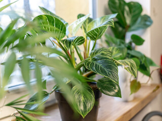 Close up of leaves philodendron white measures or birkin or new wave in the pot at home. Indoor gardening. Hobby. Green houseplants. Modern room decor, interior. Lifestyle, Still life with plants