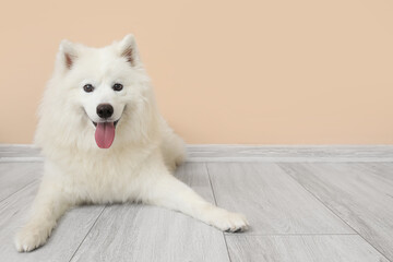 White Samoyed dog lying near beige wall