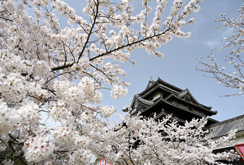 Naklejka premium 松江城の桜