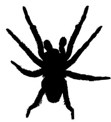  spider silhouette