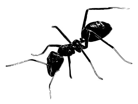 ant silhouette