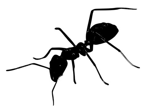 ant silhouette