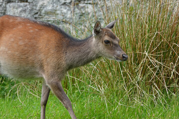Naklejka na ściany i meble A young sika deer is shown up close in Ireland during the day. This subspecies was introduced to the island nation from Asia during the 1860s and is now considered an invasive species.