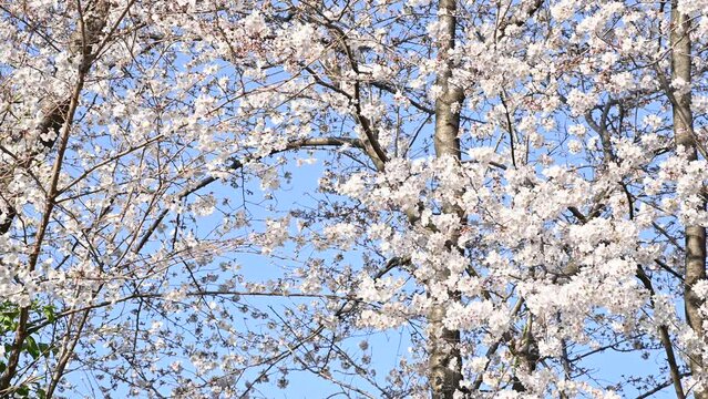 桜の花　３月下旬
