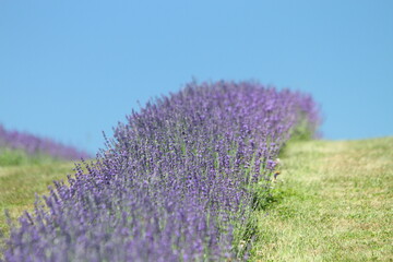 Blooming lavender in the countryside on a beautiful sunny day.