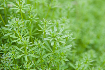 Catchweed bedstraw plant, Galium aparine grass. green nature background.