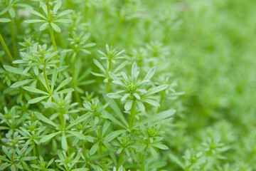 Fototapeta na wymiar Catchweed bedstraw plant, Galium aparine grass. green nature background.
