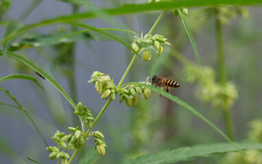Honey bee collecting pollen from the flower of a cannabis plant.
