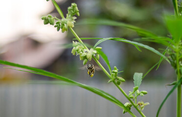 Honey bee collecting pollen from the flower of a cannabis plant.