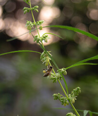 Honey bee collecting pollen from the flower of a cannabis plant.