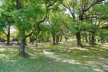 静寂に包まれた公園の情景