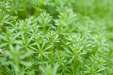 Catchweed bedstraw plant, Galium aparine grass. green nature background.