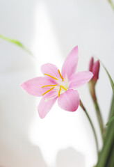 Fototapeta na wymiar House Plant, Blooming Pink Flower