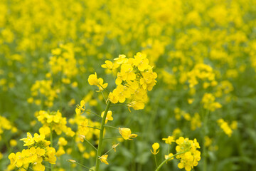 Yellow rapeseed flowers in field