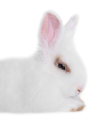Fluffy rabbit on white background, closeup with space for text. Cute pet
