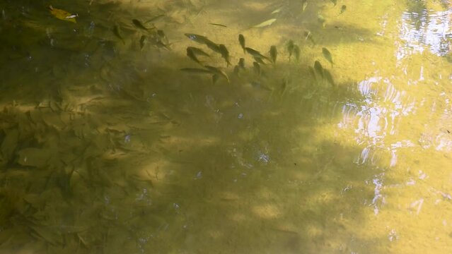 Fish swimming in the fresh water in the waterfall, Beautiful nature, Water is clear and reflection of light.