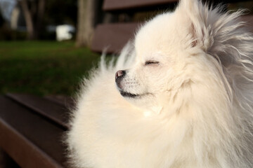 Cute fluffy Pomeranian dog on wooden bench outdoors, closeup. Lovely pet