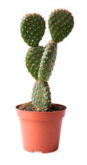 Beautiful Opuntia cactus in pot on white background