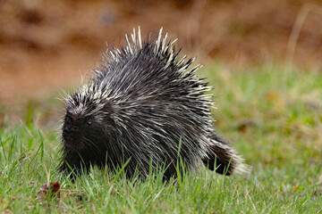 a porcupine in the grass