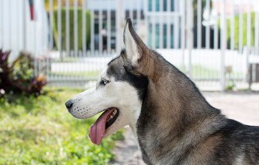 Naklejka na ściany i meble Profile of a beautiful dog Siberian husky breed