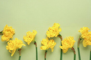 Beautiful narcissus flowers on color background