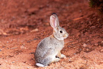 Cottontail rabbit in natural environment in western Colorado