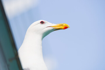 A Seagull standing alone on the ocean waves. An adorable white seagull with gray wings and yellow beak standing against blurred background of nature in daytime