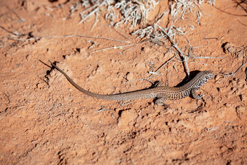 Lizard on a red rock in western Colorado