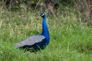 Stof per meter peacock in the park © benja