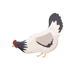 Czarno-białą kura grzebiąca w ziemii. Kurczak szukający ziarna. Ręcznie rysowana ilustracja wektorowa.
