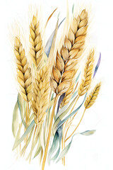 Ears of wheat and ears isolated on white background of a wheat field. Watercolor hand-drawn illustration