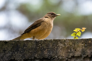 bird on a branch