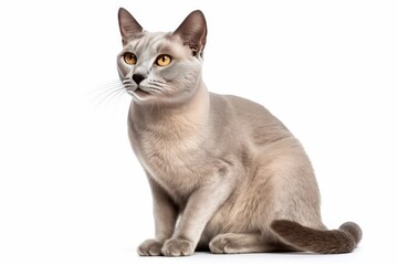 shorthair cat isolated on white