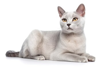 scottish fold cat isolated
