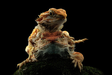 bearded dragon on black