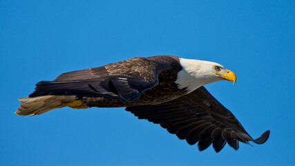 Bald Eagle soaring