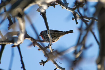 California, 2023 - A red-breasted House Finch bird sits on a bare tree branch against a blue sky