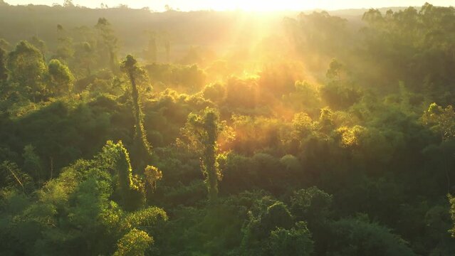 Landscape of tropical rainforest,Lush rainforest with morning fog