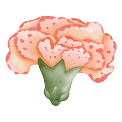 Watercolor carnation flower, Mothers Day Element, Hand Drawn Illustration